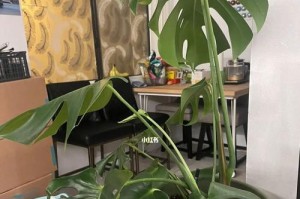 龟背竹种植（种植龟背竹应该选择何种盆型？探讨深浅盆的优劣）