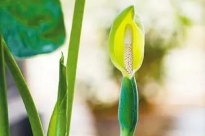 马蹄莲和滴水观音——认识这两种美丽的花（探秘马蹄莲和滴水观音的品种、特征和栽培技巧）