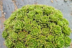 蒂亚怎么养长的好（绿植爱好者必读！这个别错过！）