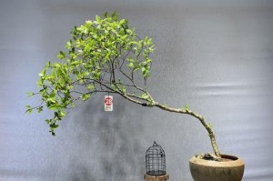 室内栀子花的养护秘籍（打造清新芬芳的家居花园）