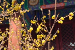 腊梅花的开放之美（四季常青，独放芳华）