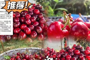 探寻最优质车厘子产地（以品质为王，哪里的车厘子最好？）