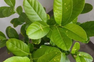 如何正确浇水柠檬树？（柠檬树浇水的时间、方法和注意事项）