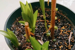 百合花小苗移栽技巧（了解百合花小苗的生长特性，做好移栽前的准备工作）