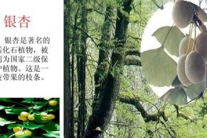 茄子不是裸子植物