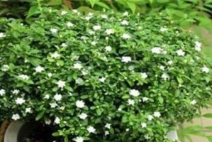 家里养六月雪风水好吗？——探讨六月雪的风水效果与注意事项