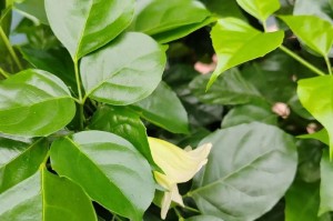 海棠不开花的原因及治疗方法（诊断病因、施肥养护、剪枝调节，让海棠绽放美丽）