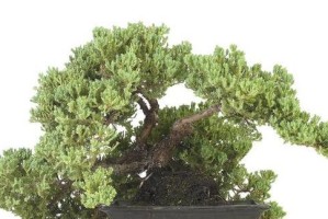 九里香水培的成长方式（探讨九里香水的土培和水培哪个更好？）