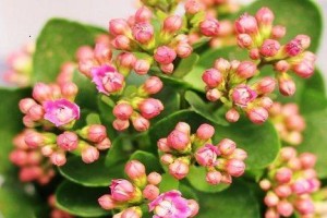 复合肥能否用于长寿花的施肥？（探究复合肥在长寿花栽培中的应用）