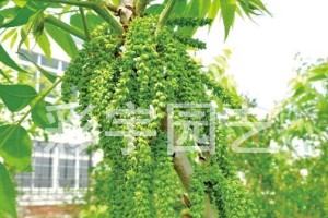 白果树几年结果的奥秘（探究白果树结果的时间和条件）