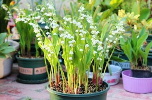 铃兰花的养护（探究铃兰花的适生环境及养护技巧）
