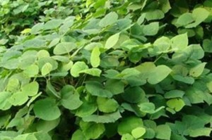 长命草，延年益寿的神奇药草（解读长命草，探索其独特功效与用途）