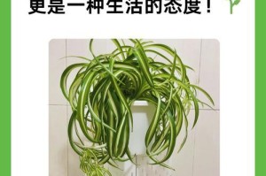 玉露小苗的养殖技巧与方法（打造健康美丽的玉露小苗，让你的花园焕发生机）
