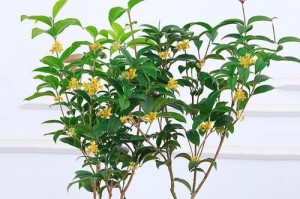 揭秘“桂花”的生命特征——它是常绿植物吗？（探究桂花的生长环境和适应性，解析其生命形态与特点）