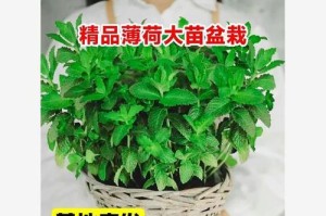 迷迭香水培养殖方法详解（如何在家轻松种植迷迭香？水培教程大揭秘！）