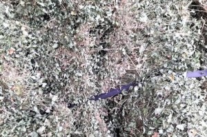马蹄金草烂叶的原因与防治措施（探究马蹄金草烂叶的成因及有效预防方法）