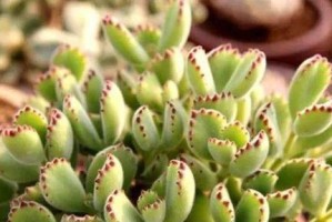 熊童子的冬季浇水技巧（让你的植物健康度过寒冬）