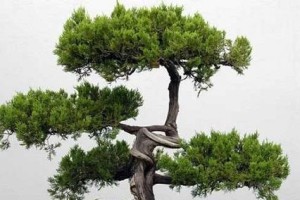 松树是木本植物吗？——探究松树的分类特征（松树分类、外形特征、生物学特点、生态适应性等综合考察）