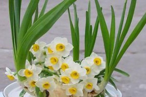 水仙花早开的秘诀（培育水仙花，让其提前绽放的技巧）
