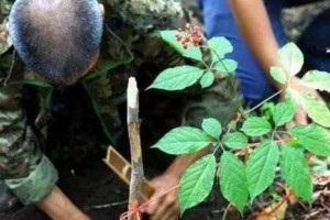 人参（揭秘人参的生命周期与特点）