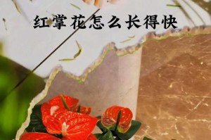 红掌夏季养护方法（享受夏日的美丽红掌花，从这里开始！）
