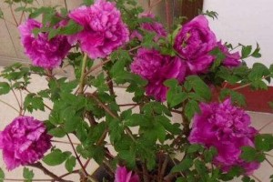 多菌灵可以安全浇灌牡丹吗？（牡丹养护中的多菌灵使用指南）