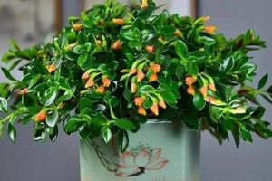 牡丹吊兰的花期与开花次数（了解牡丹吊兰的生长规律，让它更健康开花）