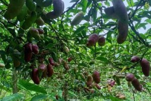 八月瓜三年结果实（探究八月瓜长时间结果实的原因及栽培技巧）