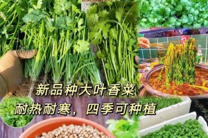 北方香菜种植最佳时间剖析（掌握最佳时机，让香菜丰收无忧）
