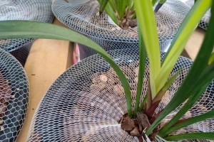 花开时必须施肥，这些营养物质最重要！（花草专家教你如何选择适合花种的肥料，让你的花开得更美）
