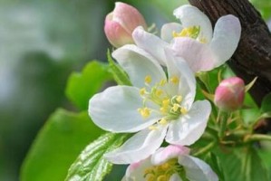 如何正确处理海棠开花后（让海棠绽放更美丽的技巧）