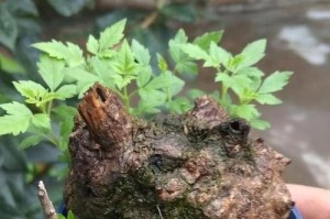 黄荆盆景的养护技巧——打造独特景观（了解黄荆的喜好，让盆景常青）