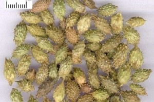 苍耳属于被子植物吗？（探究苍耳的分类与特点）