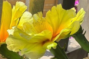 仙人掌开花结果的时间和条件（探究仙人掌花期和种植技巧，解读开花结果的奥秘）