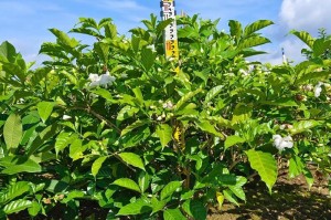 狗牙花的开花特性（探究狗牙花一年开几次花及影响因素）