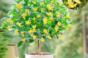 适合种植桂花树的地方有哪些？（桂花树的生长环境与条件）
