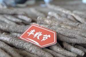 铁棍山药的收获时间与注意事项（掌握铁棍山药种植技巧，高产收成不是梦）