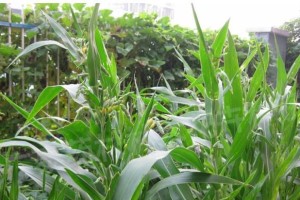 草珠子种植指南（几月份最适合种植？如何种植？种植后如何管理？）