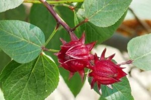 玫瑰花病虫害防治技术（打造健康美丽的玫瑰花园）