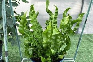 探秘鸟巢蕨——一种与众不同的蕨类植物（了解鸟巢蕨的特点、分布和保护，探究其生态和文化价值）
