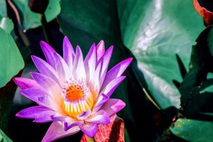 探秘莲花的色彩世界（探秘莲花的色彩世界）