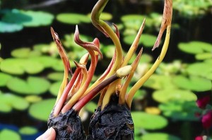 睡莲——水生植物中的美丽佳人（了解睡莲，探寻水中花海的奇妙世界）