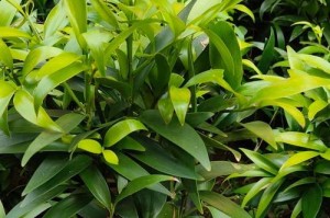 平安竹怎么养才能更旺盛？（教你养好平安竹，让它茁壮成长！）