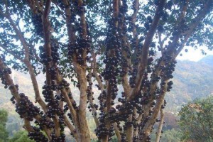 嘉宝果树的生长周期（掌握嘉宝果树生长规律，轻松收获丰盛果实）