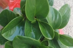 如何浇水让碧玉长得旺盛？（掌握浇水技巧，让碧玉健康成长）