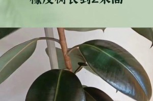 橡皮树打蔫怎么办——橡皮树护理方法大揭秘！