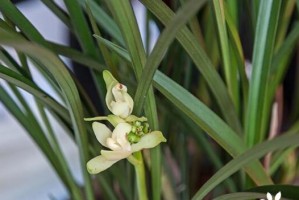建兰怎么养才能开花多？（分享养护技巧，让建兰绽放美丽）