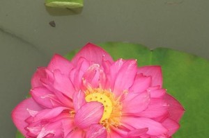 莲花的多彩世界（探索莲花的五彩缤纷之美）