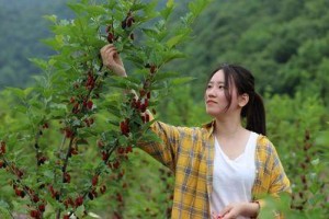 一、南方桑果的成熟时间