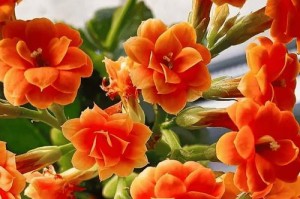 长寿花叶片发黄原因及处理方法（掌握这些方法，让你的长寿花常青常美）